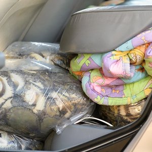 Gansbaai Gevang met R1m se Perlemoen 2